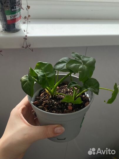 Филодендрон атом