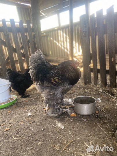 Инкубационное яйцо брама и лососева фавероль