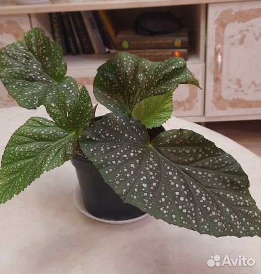 Бегония коралловая