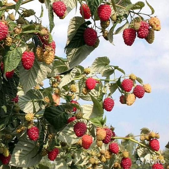 Элитный сорт, малина Таруса, зкс