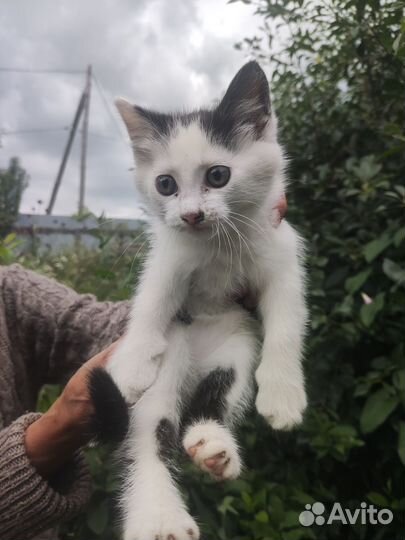 Отдам котят в добрые руки