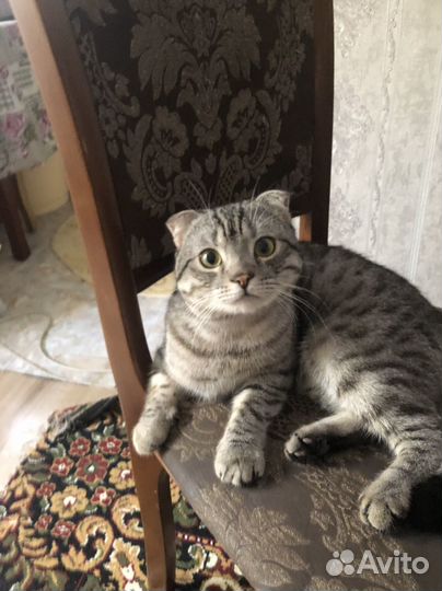 Кошка вислоухая