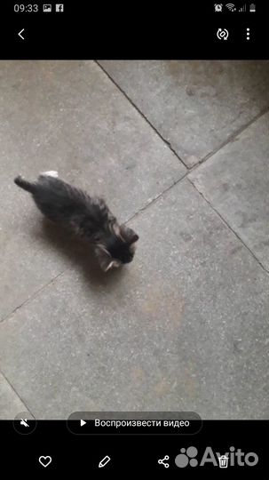 Отдам в добрые руки