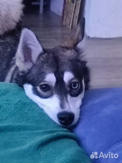 Отдаю собаку