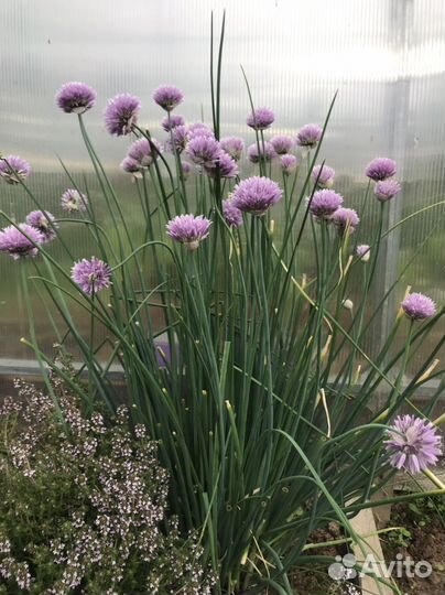 Мята, мелисса, душица,чабрец,многолетний лук