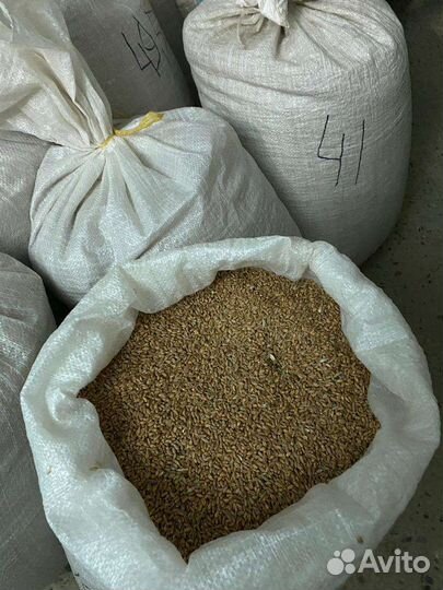 Зерно пшеница