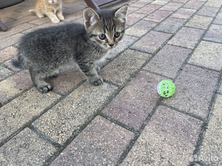 Котята в добрые руки даром