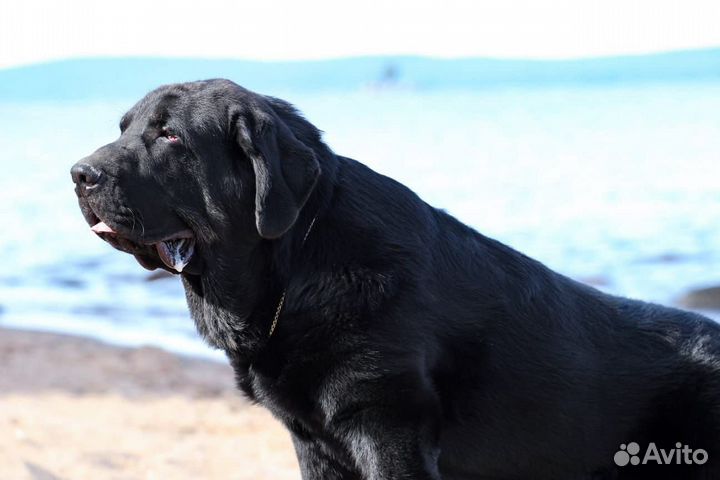 Испанский мастиф щенки