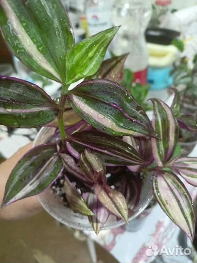 Традесканция сортовые