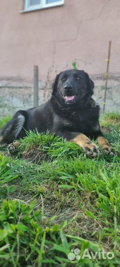 Ротвейлер помесь