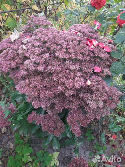 Очиток пурпурный