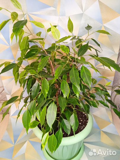 Комнатные цветы