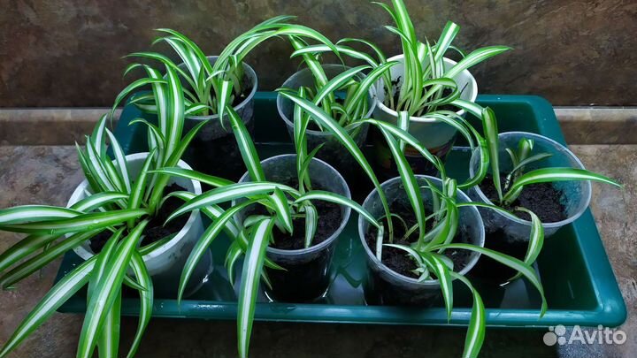 Микс 3х Хлорофитумов