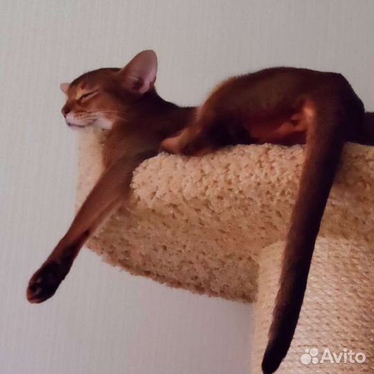 Абиссинские котята