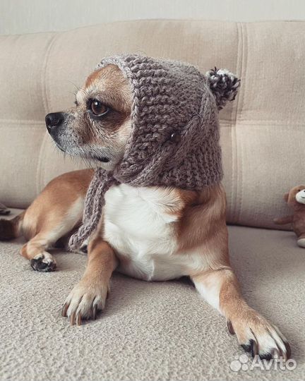 Шапки для собачек мелких пород