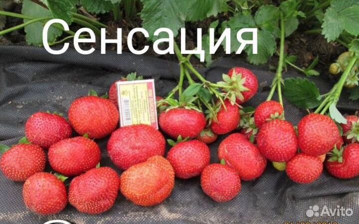 Клубника рассада