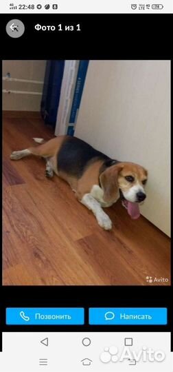 Передержка домашних животных