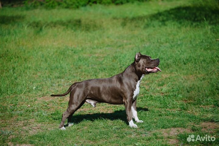 Вязка амстафф