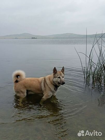 Кобель для вязки Зпс Лайка
