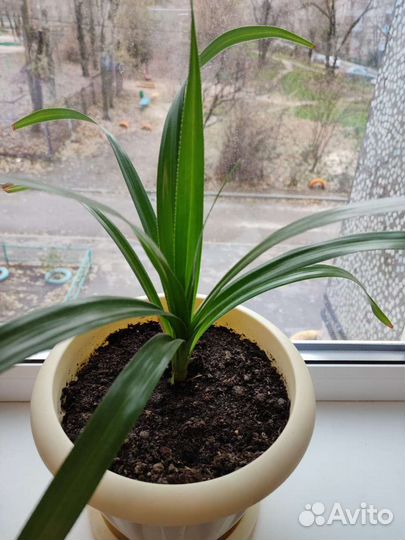 Пальма панданус