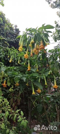 Бругмансия