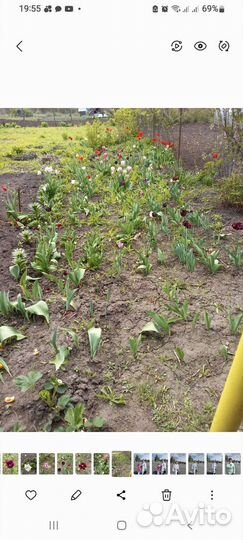 Луковицы тюльпанов