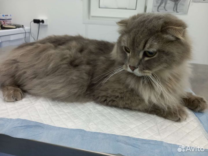 Груминг кошек