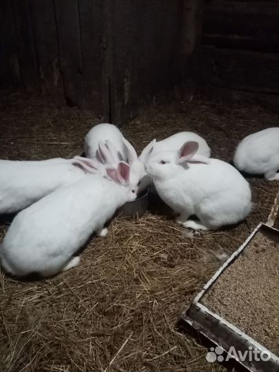 Кролики. Чистокровные