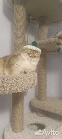 Кот и кошечка подростки