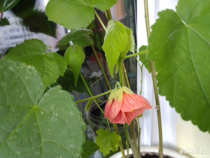 Рассада абутилонов в стаканчиках