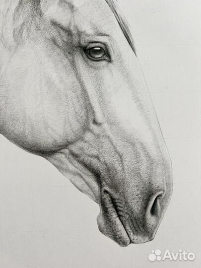Лошадь. Графика