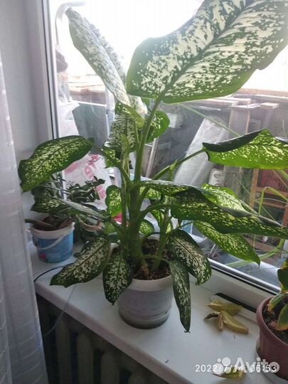 Диффенбахия