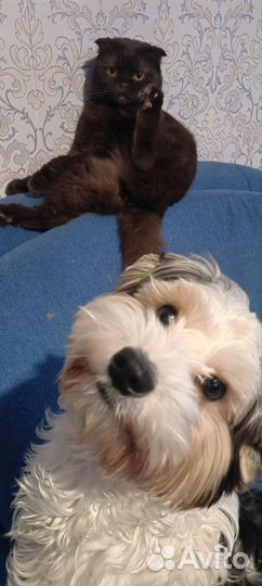 Щенки бивер