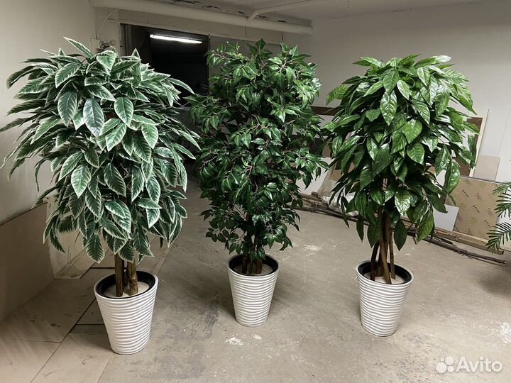 Озеленение офисов от 50 м2 деревьями / фитокартины