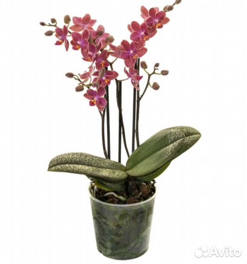 Орхидея фаленопсис