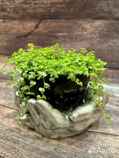 Кашпо, солейролия