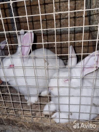 Кролик белый панон продажа