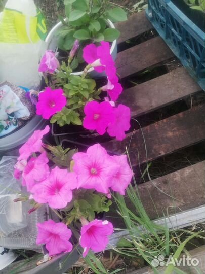 Петунья рассада