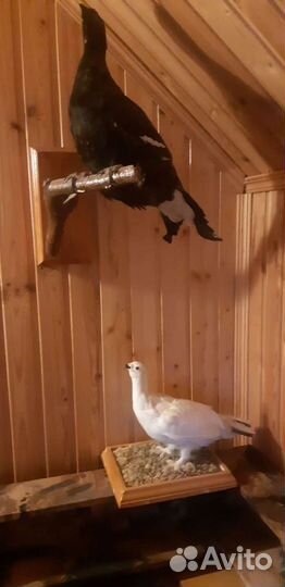 Продам чучела соболя, куропатки, глухарки, и др