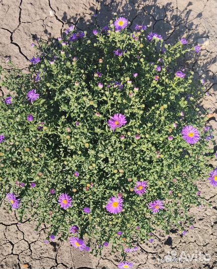 Сентябрины полусферы