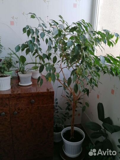 Комнатные цветы