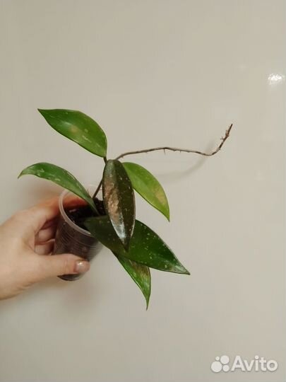 Хойя публикалис Сильвер Пинк