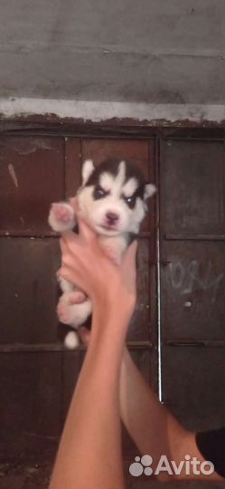 Щенки сибирской хаски мальчики и девочки