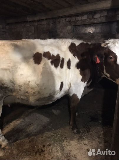 Коровы дойные молочные