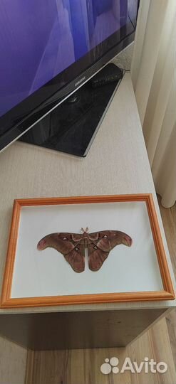 Тропические бабочки