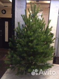 Сосна 1,5м - 2м оптом и в розницу