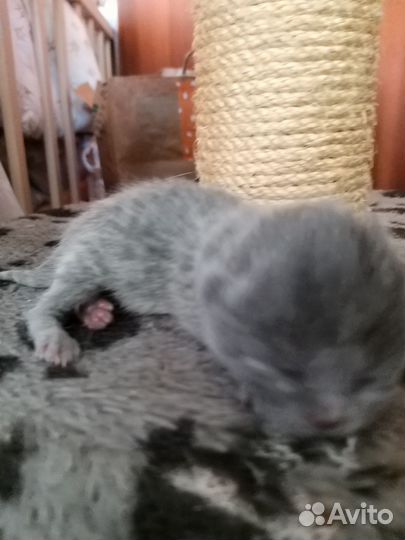 Шотландские котята