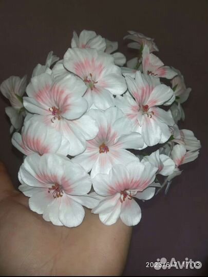 Сортовые пеларгонии(укоренённые черенки)