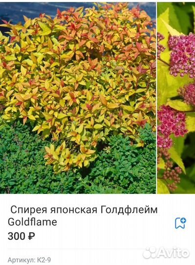 Спирея 12 сортов