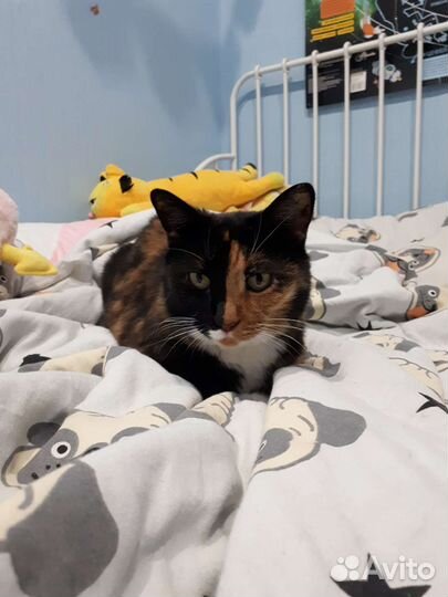 Кошка ищет дом